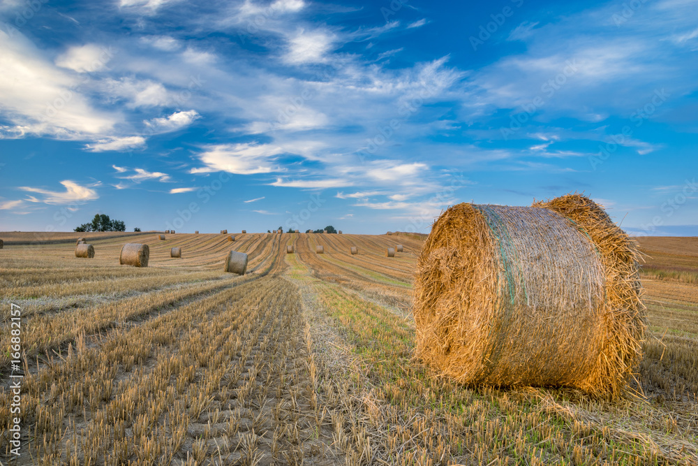 Field after harvest, straw bales on stubble