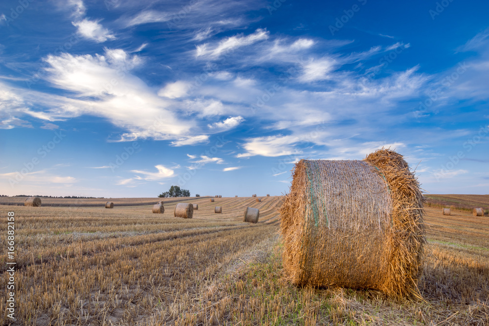 Field after harvest, straw bales on stubble