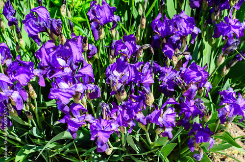 Fototapeta Naklejka Na Ścianę i Meble -  Irises on a meadow on spring