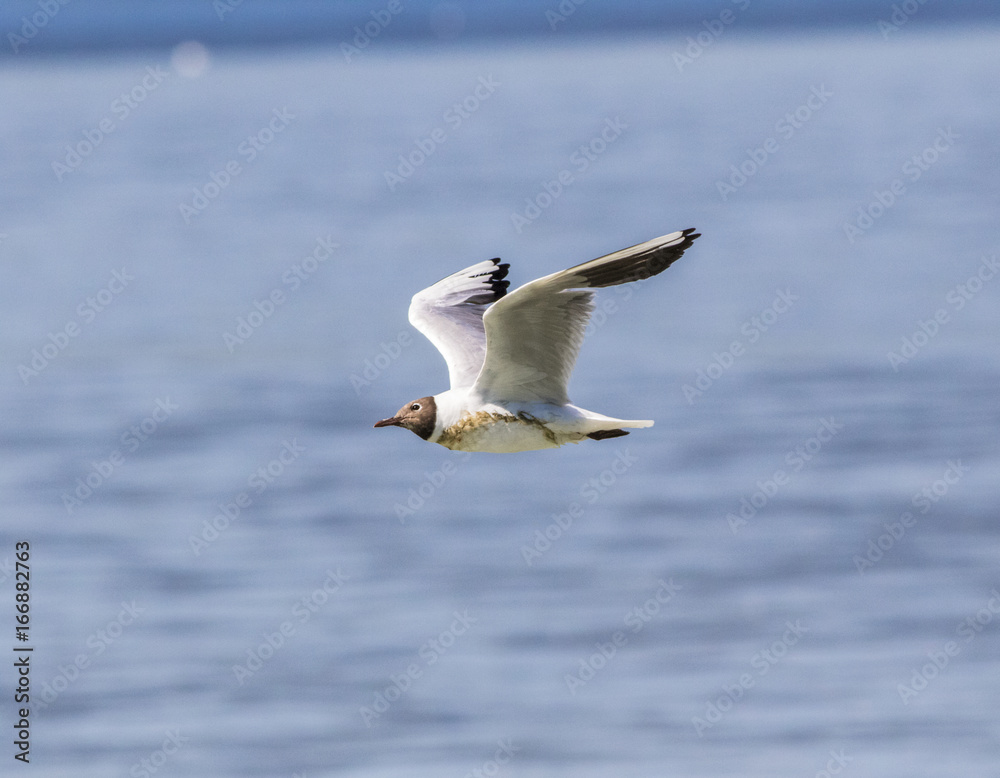 Common Seagull