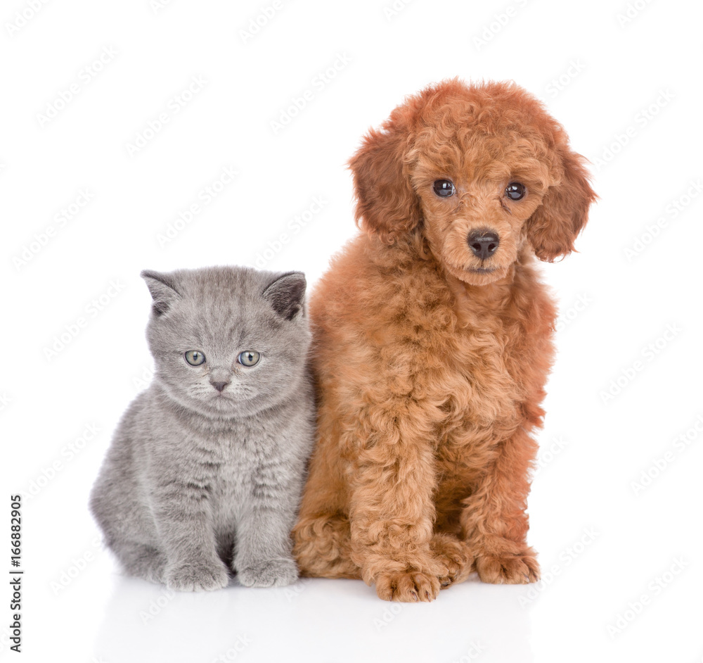 Poodle puppy and tiny kitten sitting together. isolated on white background Poodle puppy and tiny kitten sitting together. isolated on white background