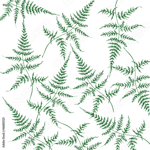 Forest miracle - fern leaves 