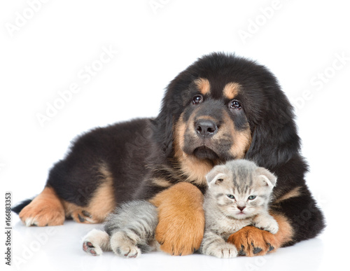 Puppy of a Tibetan mastiff hugs a little kitten. isolated on white background © Ermolaev Alexandr