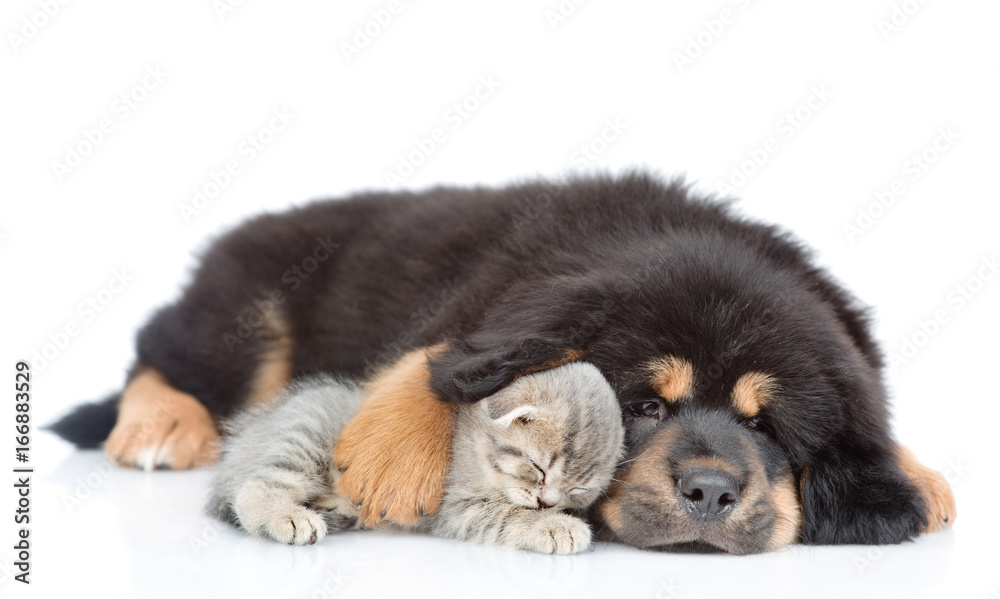 Dog hugging a sleeping kitten. isolated on white background Dog hugging a sleeping kitten. isolated on white background