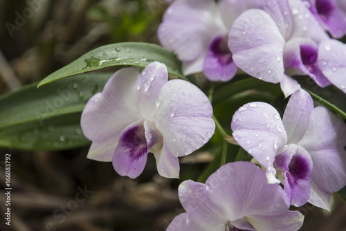 Purple Orchids with selective focus technique