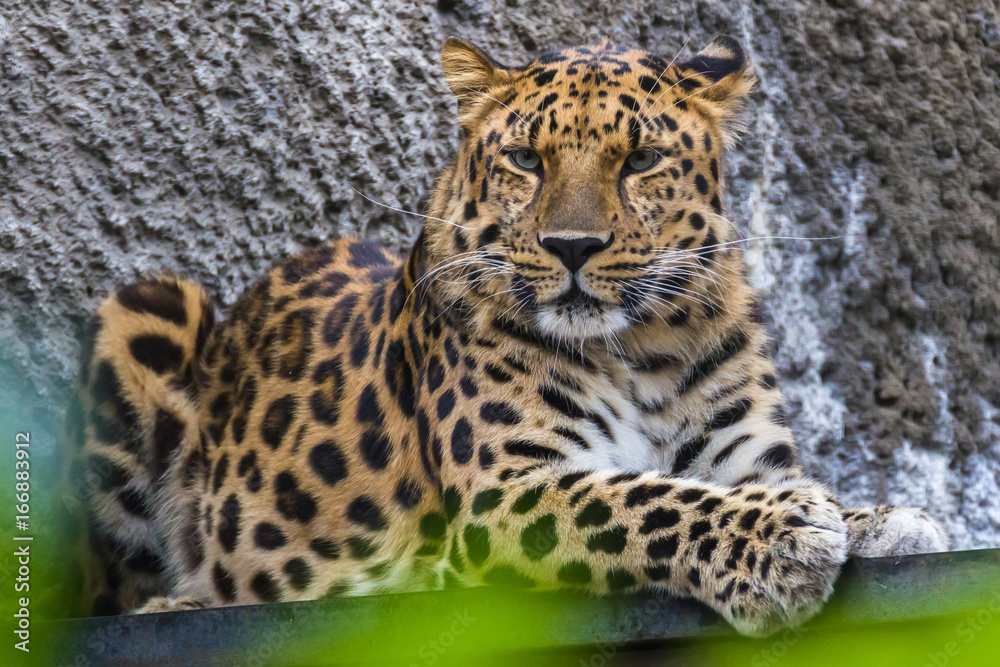 The far Eastern leopard is an intelligent animal that never attacks a person. The far Eastern leopard is an intelligent animal that never attacks a person.
