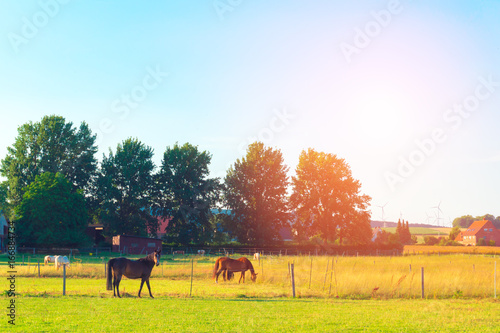 Fototapeta Naklejka Na Ścianę i Meble -  The horses on the farm graze