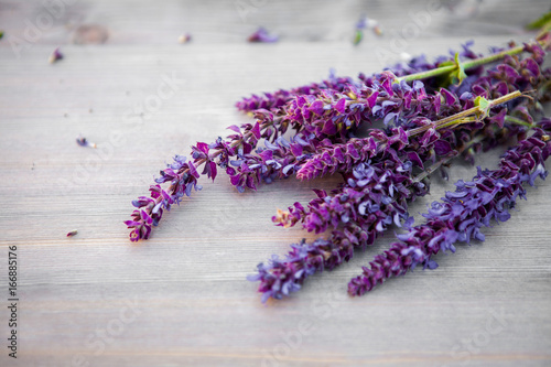 Sage flower on a wooden texture  background