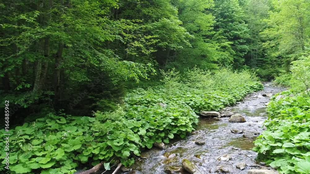 Beautiful river in Carpathian mountains Beautiful river in Carpathian mountains
