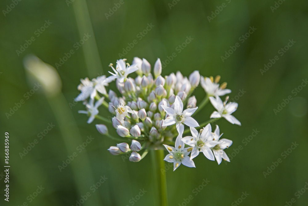 Schnittknoblauch - ostasiatische Gewürzpflanze Schnittknoblauch - ostasiatische Gewürzpflanze