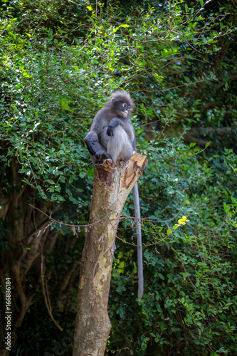 Canvas Print Dusky leaf monkey (Trachypithecus obscurus)