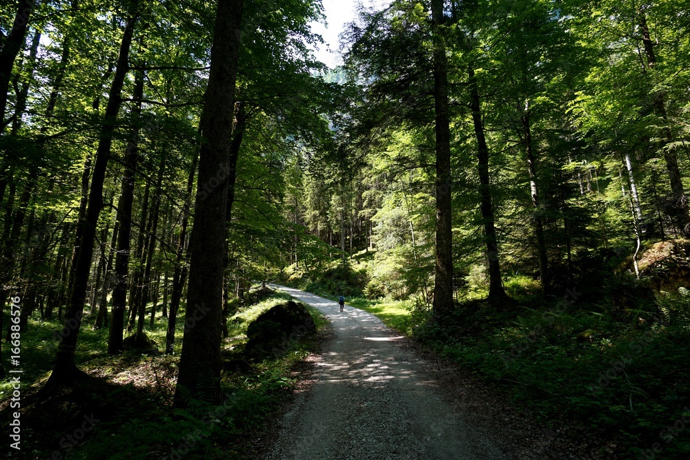 Obraz premium Wanderer im Wald 