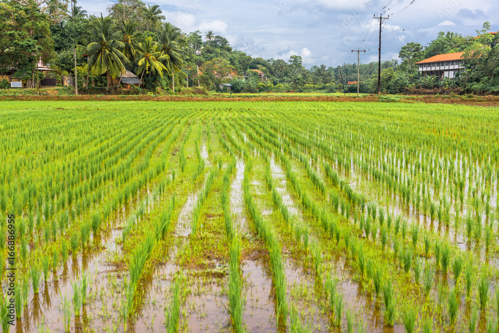 Agriculture and rice cultivation in the district Mirissa in the south of Sri Lanka. Farming and livestock is one of the major economic factor in this island country