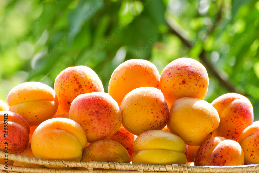 Pile of apricots close-up against the background of green branches, daylight Pile of apricots close-up against the background of green branches, daylight