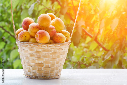 Full wicker basket of apricots in the garden on a background of greenery, sunlight
