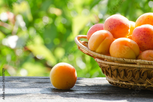 Wicker basket of apricot on a green background, daylight