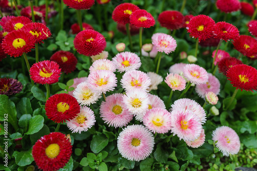 Pink, white and red English daisy flower in outdoor park day light
