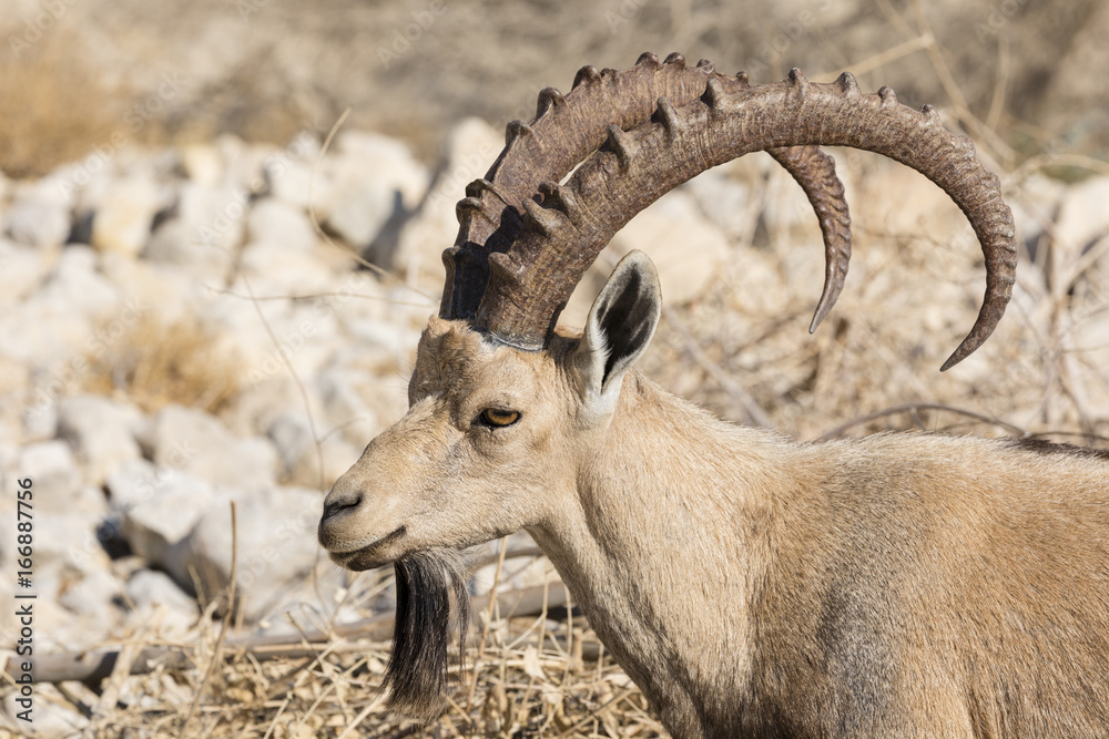 Nubian ibex, Ein Gedi, at the Dead Sea, Israel