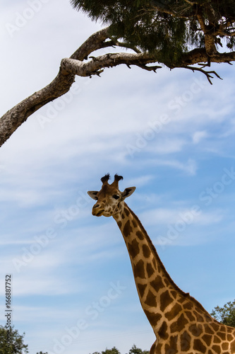 giraffe