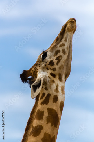 giraffe © philippe paternolli