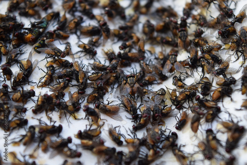 many dead flies