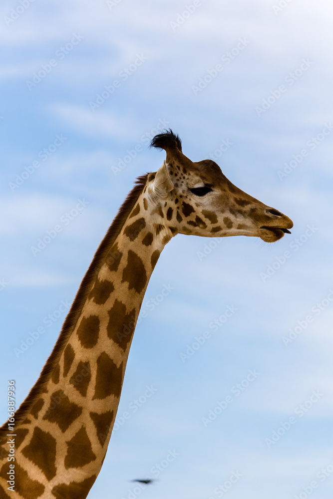 giraffe giraffe