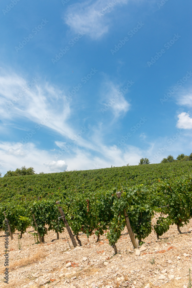 Weinberge in der Chianti-Region, Toskana, Italien