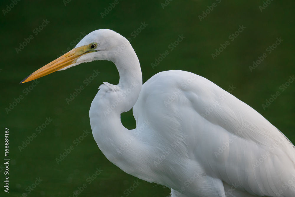 White heron in swamp White heron in swamp