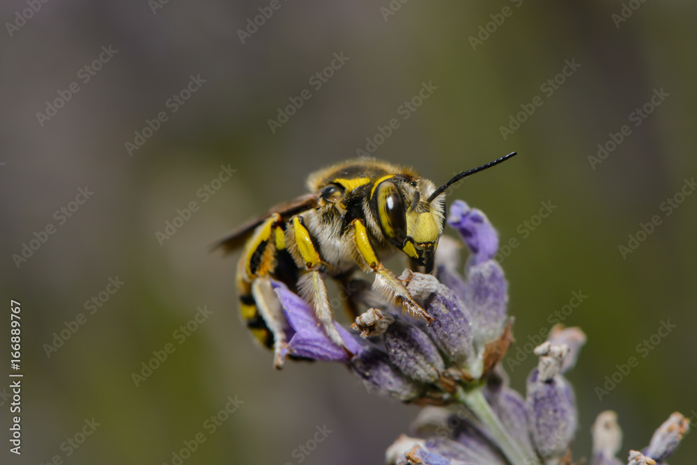 Blattschneiderbiene auf einer Lavendelblüte