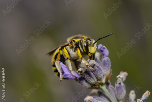 Blattschneiderbiene auf einer Lavendelblüte © nounours1