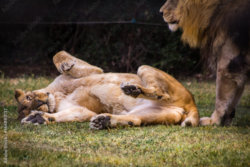 Naklejka premium lion