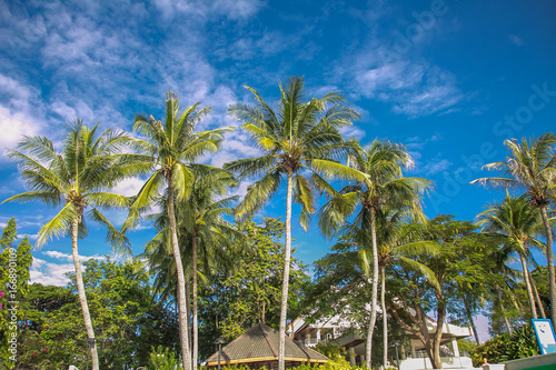 Fruitful coconut plantation