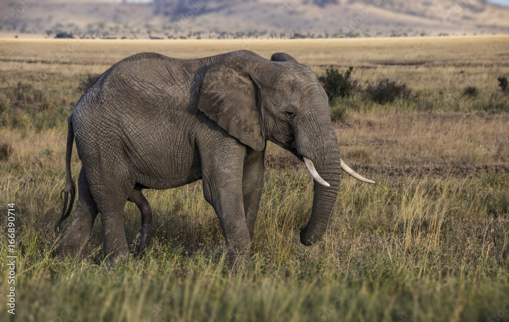 Obraz premium Elephant in the wild