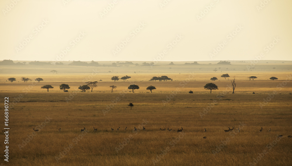 Panorama of savanna
