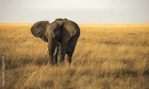 Elephant in the Serengeti