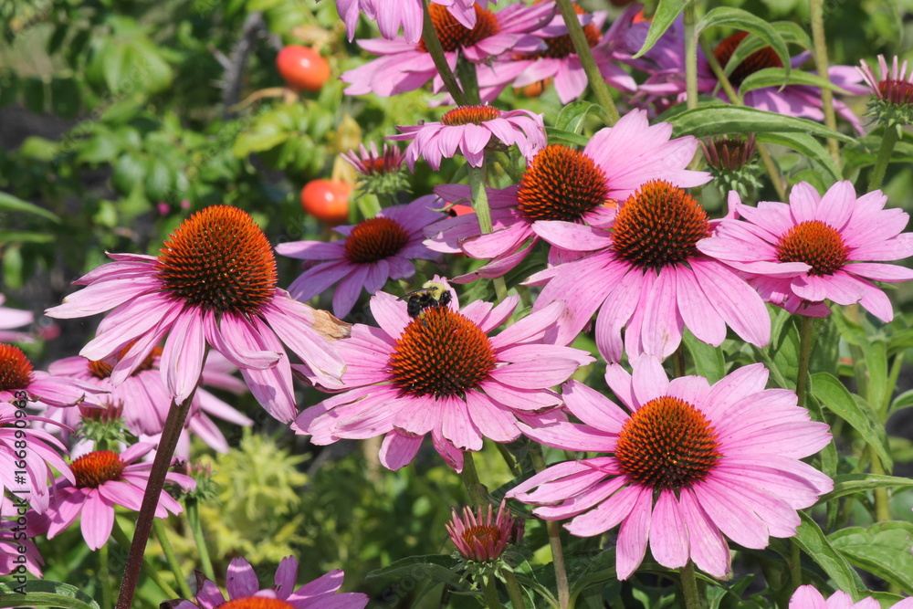 Purple Coneflowers with Bee, growing in a small public flower garden. Purple Coneflowers with Bee, growing in a small public flower garden.