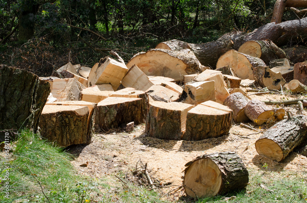 entwurzelter Baum, zersägt auf der Lichtung entwurzelter Baum, zersägt auf der Lichtung