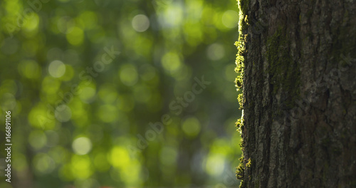 linden tree with blurred background