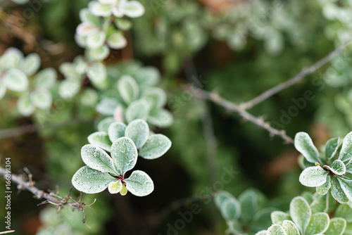 barberry bush in cold autumn morning with frost