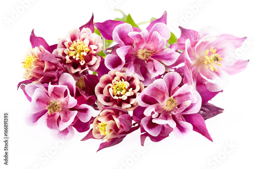 bouquet blooming flowers of Aquilegia vulgaris