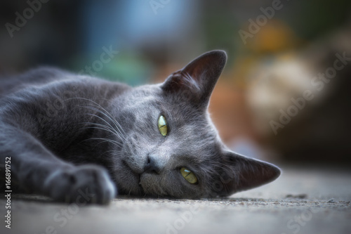 Fototapeta Naklejka Na Ścianę i Meble -  Chat en plein air - outdoor cat
