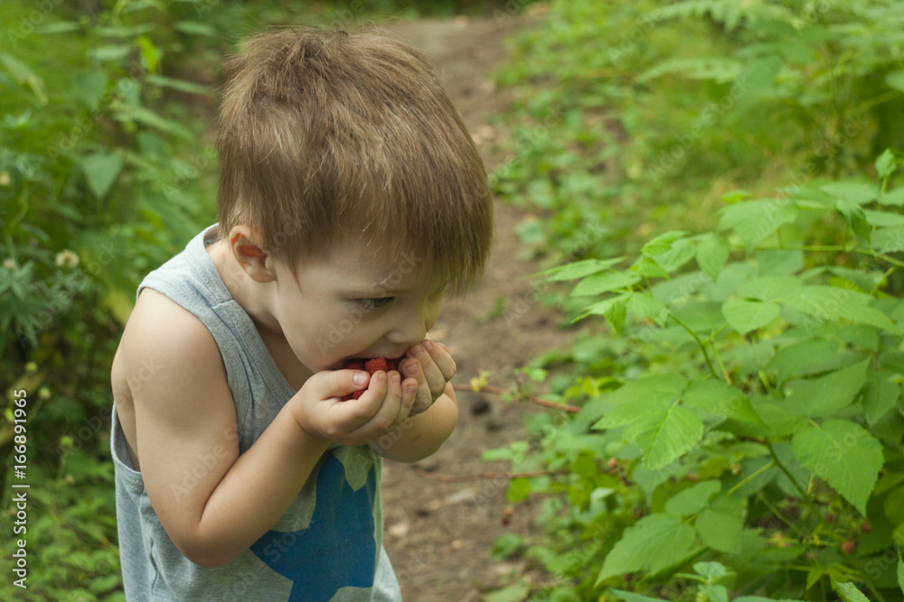 Adorable small boy eats raspberries in a garden Adorable small boy eats raspberries in a garden