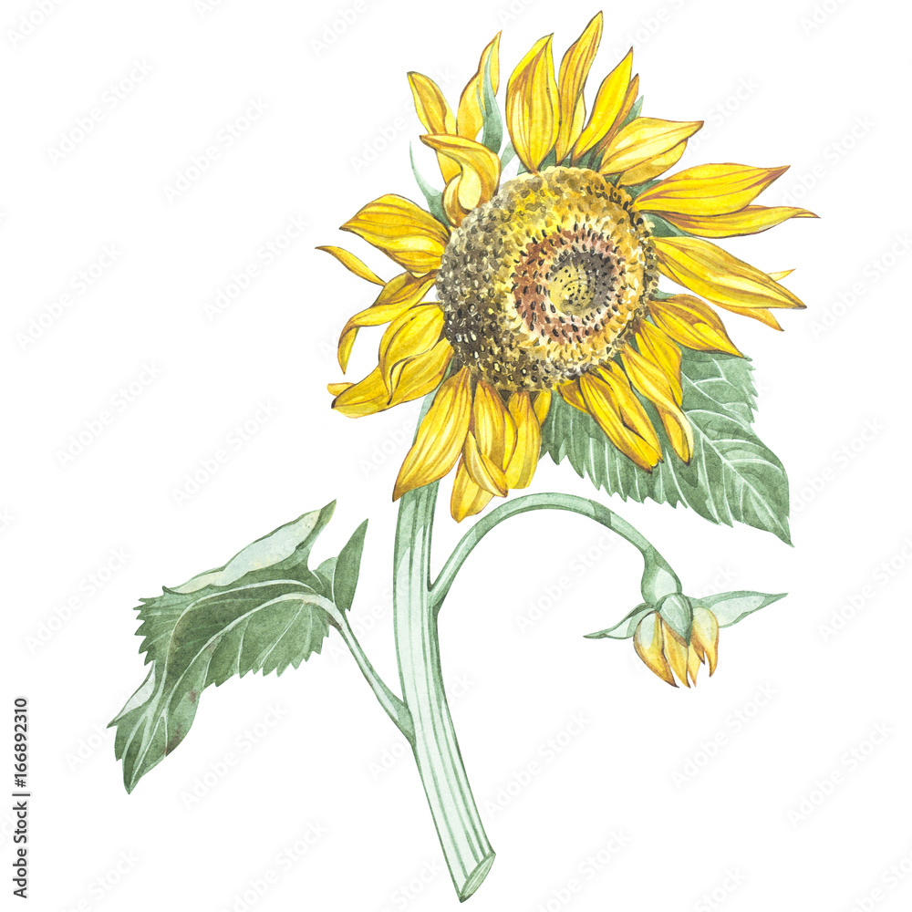 Naklejka premium Illustration in watercolor of a Sunflowers. Floral card with flowers. Botanical illustration.
