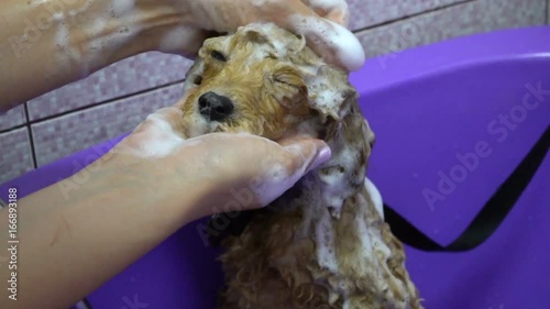 Washing Dog poodle puppy having a shampoo in the bathroom. 60fps