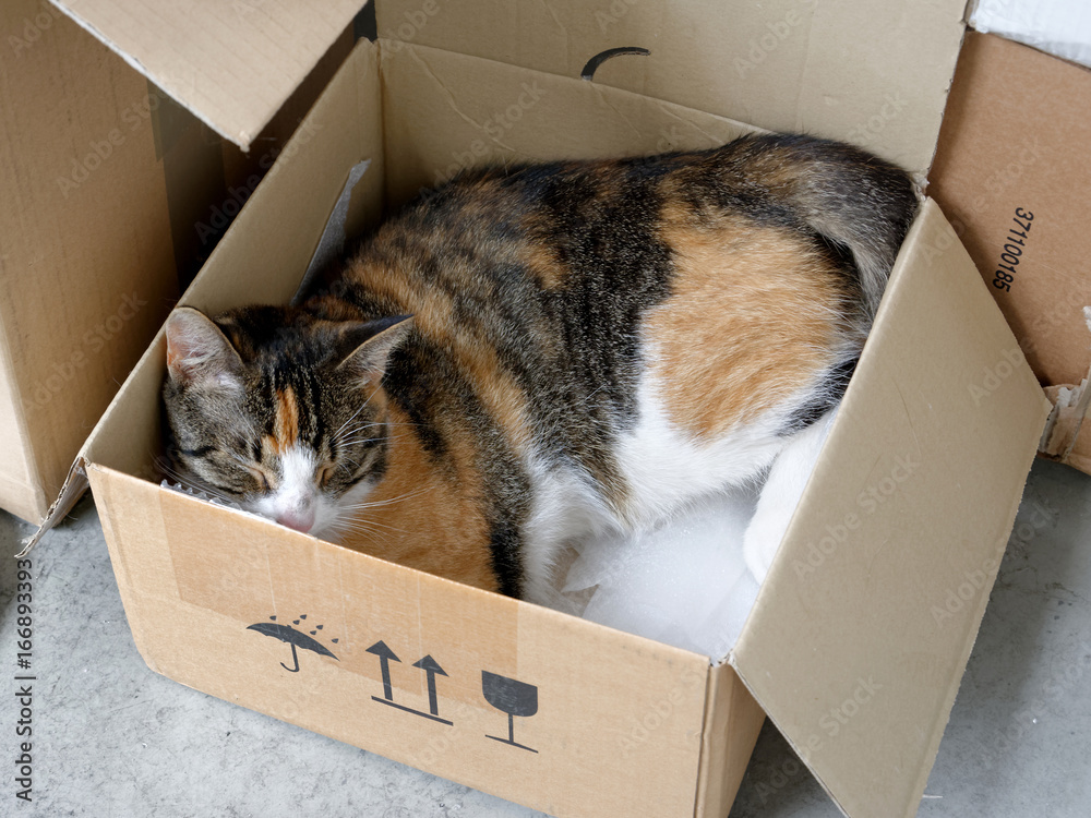 Katze im Karton Stock Photo | Adobe Stock