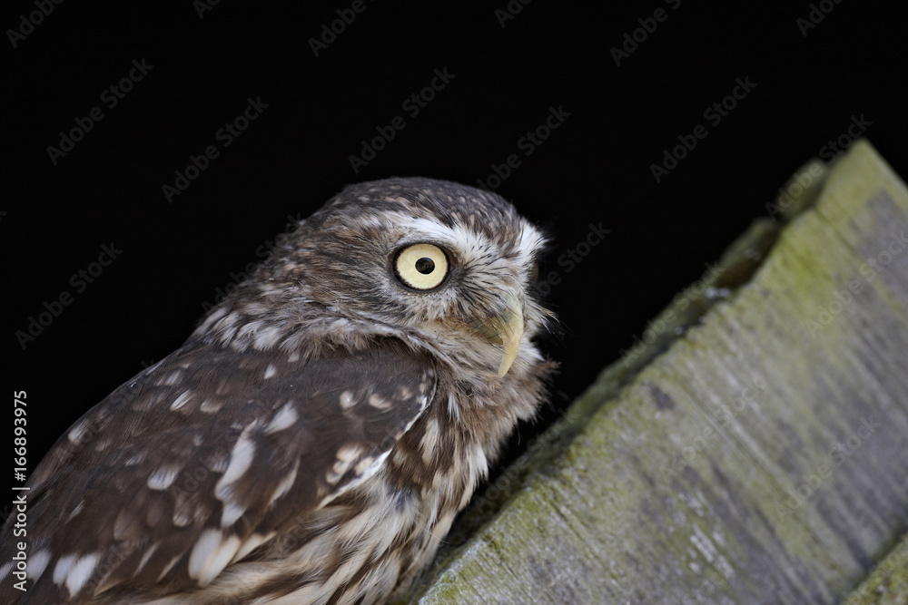 Obraz premium Little Owl