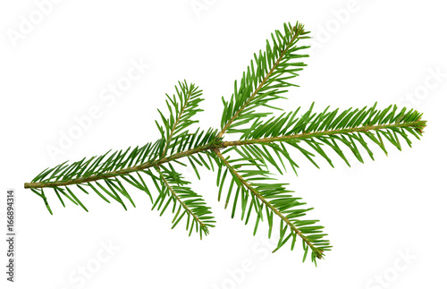 Branch of a fir-tree  isolated on a white background without a shadow. Close-up.