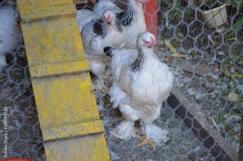 Decorative chickens in a cage