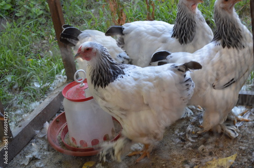 Decorative chickens in a cage