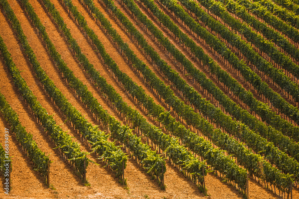 Vineyard in tuscany Vineyard in tuscany